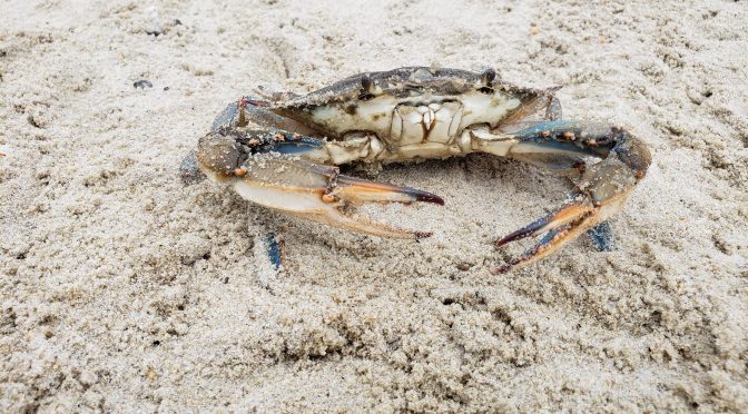 2019 4th of July Crab Derby